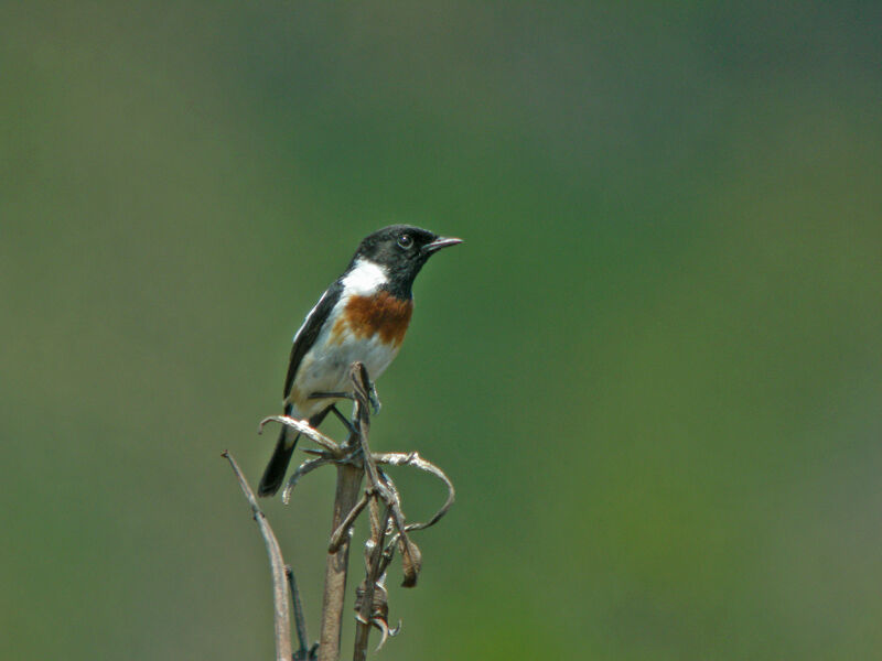 Madagascan Stonechat