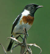 Madagascan Stonechat