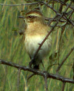 Whinchat