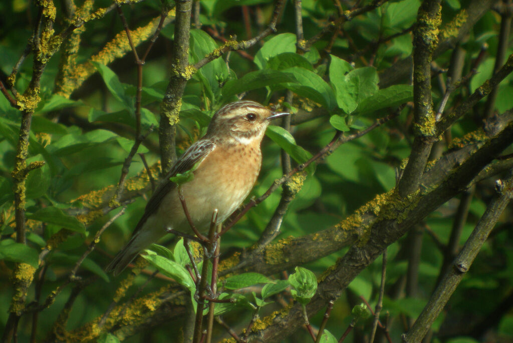 Whinchat