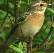 Whinchat