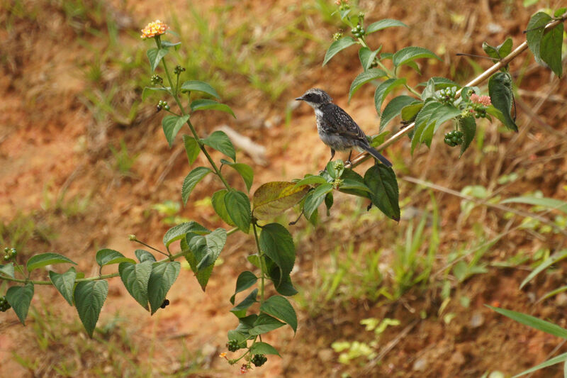 Grey Bush Chat male