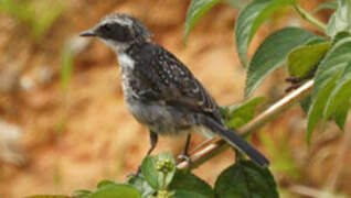 Grey Bush Chat