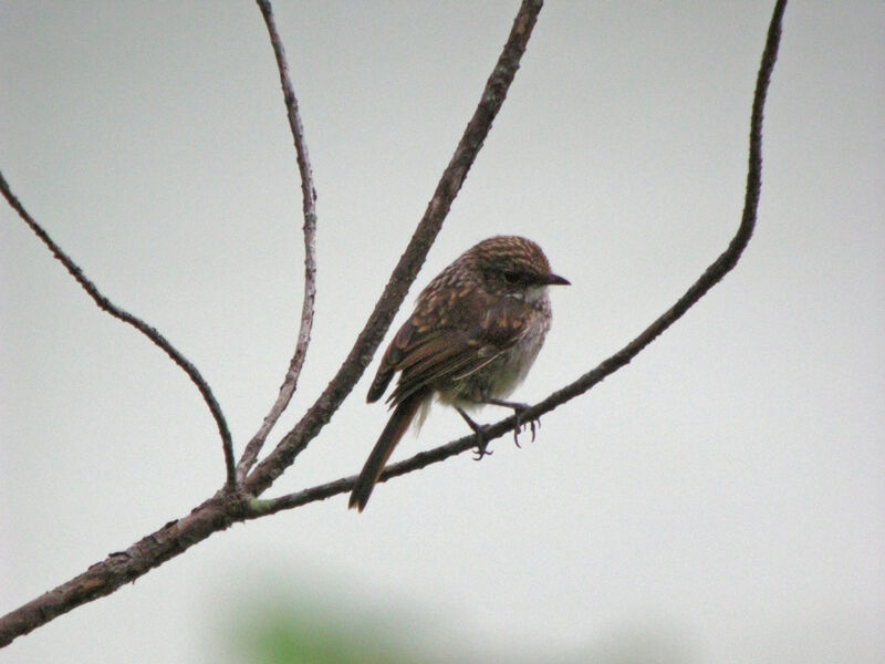 Grey Bush Chatjuvenile