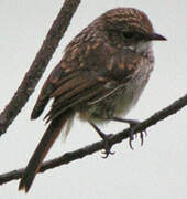 Grey Bush Chat