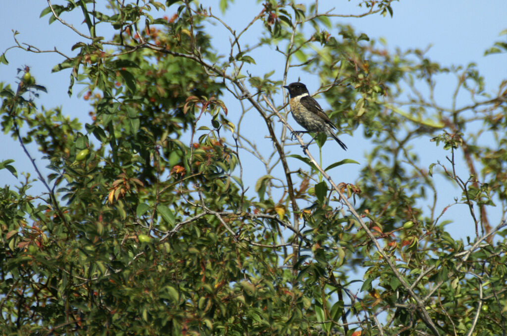 European Stonechat