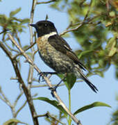 European Stonechat