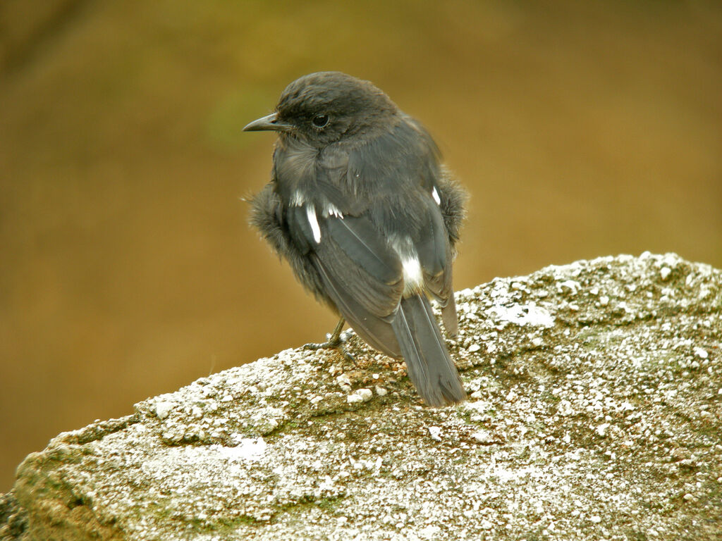 Pied Bush Chat