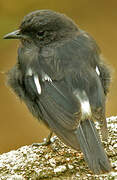 Pied Bush Chat