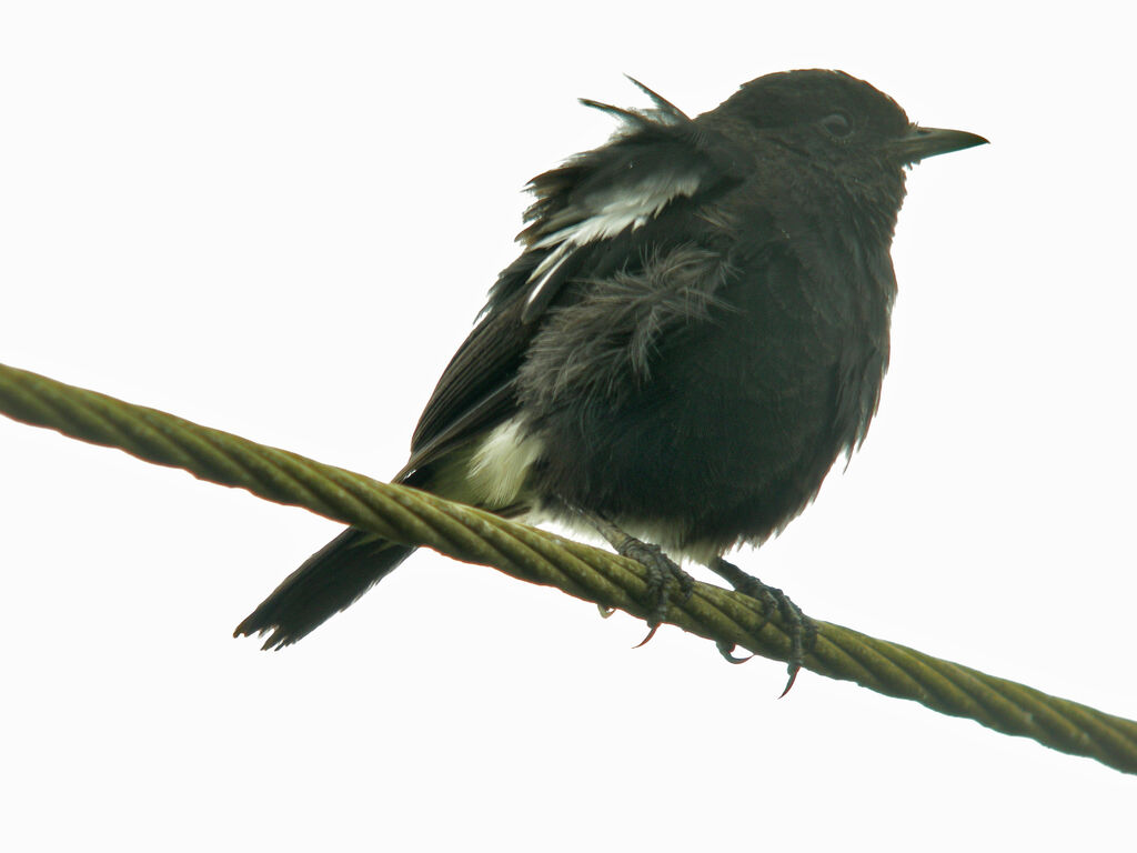 Pied Bush Chat