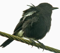 Pied Bush Chat