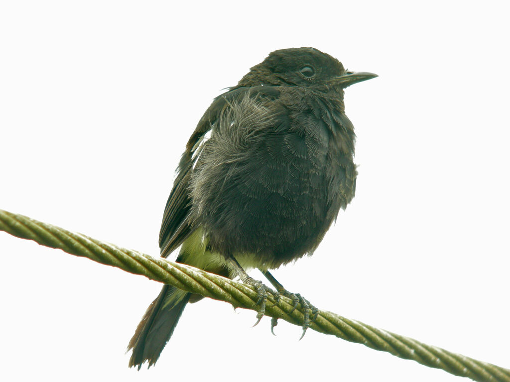 Pied Bush Chat