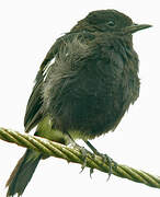 Pied Bush Chat