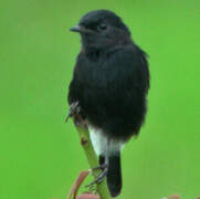 Pied Bush Chat