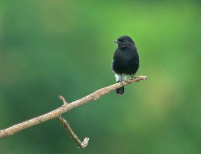 Pied Bush Chat