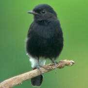 Pied Bush Chat