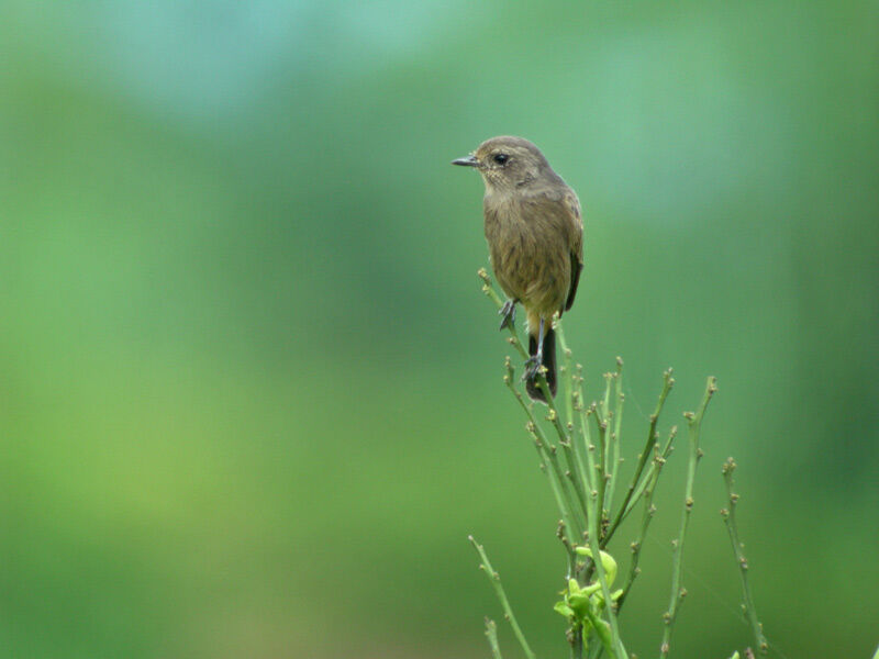 Pied Bush Chat female