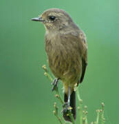 Pied Bush Chat