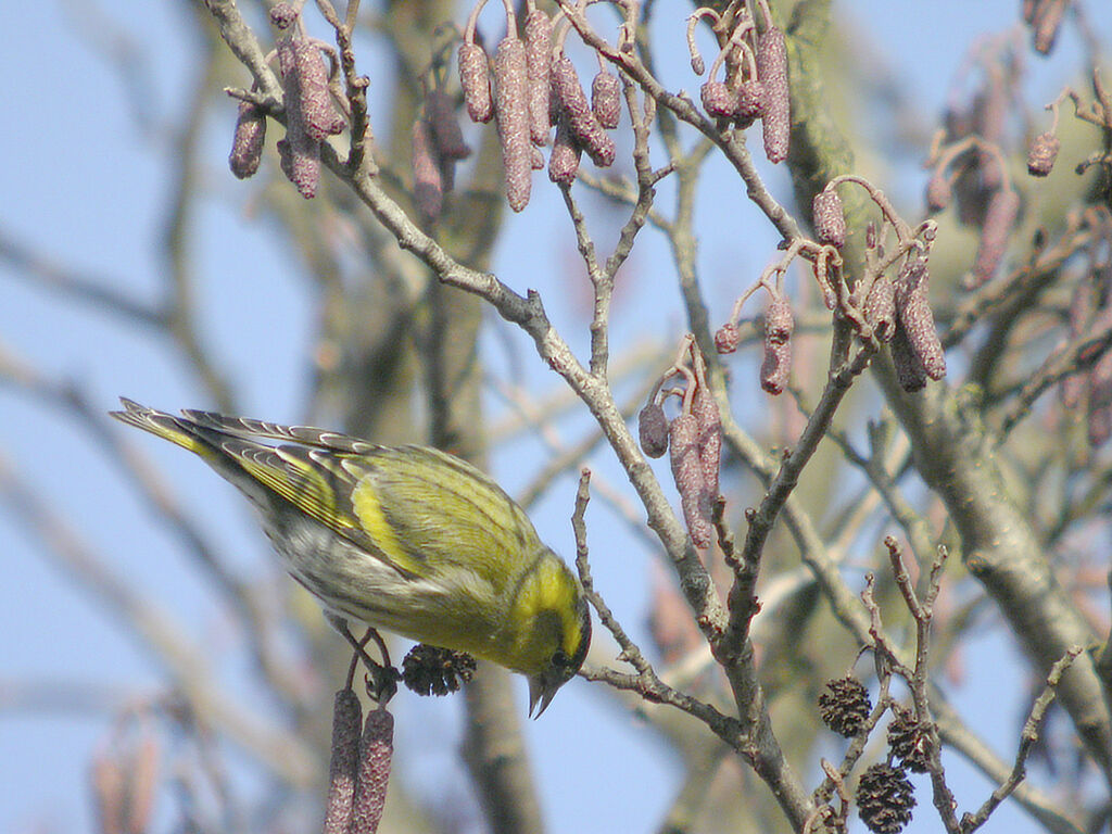 Eurasian Siskin