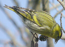 Eurasian Siskin