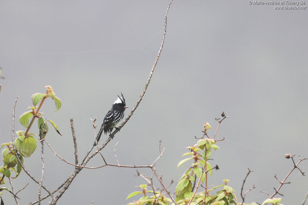 Black-crested Tit-Tyrant