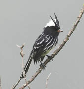 Black-crested Tit-Tyrant