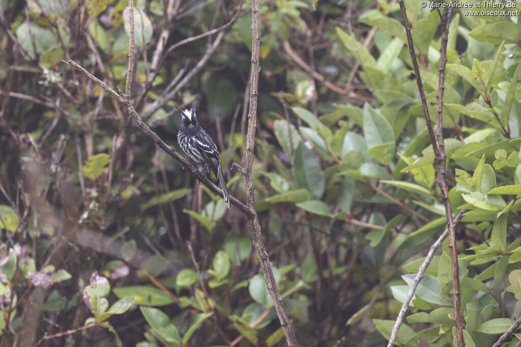 Black-crested Tit-Tyrant