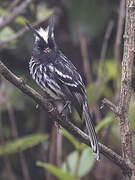 Black-crested Tit-Tyrant