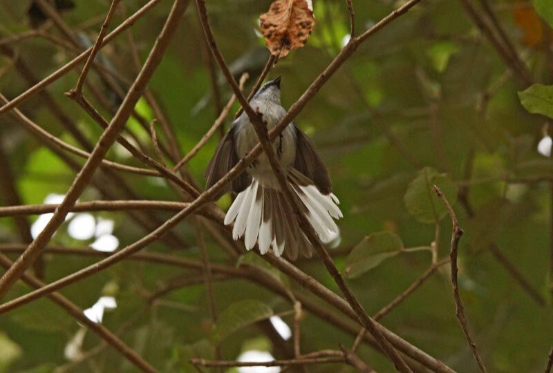 White-tailed Blue Flycatcher