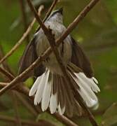 White-tailed Blue Flycatcher