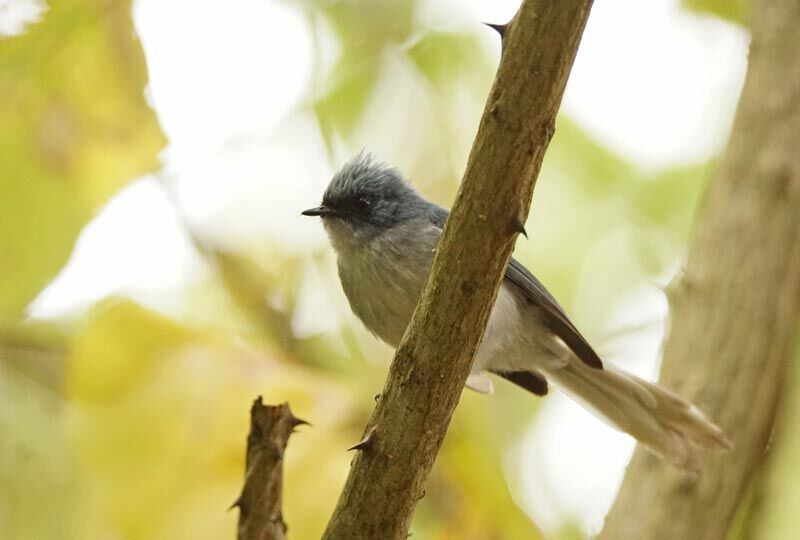 White-tailed Blue Flycatcher