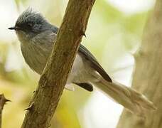 White-tailed Blue Flycatcher