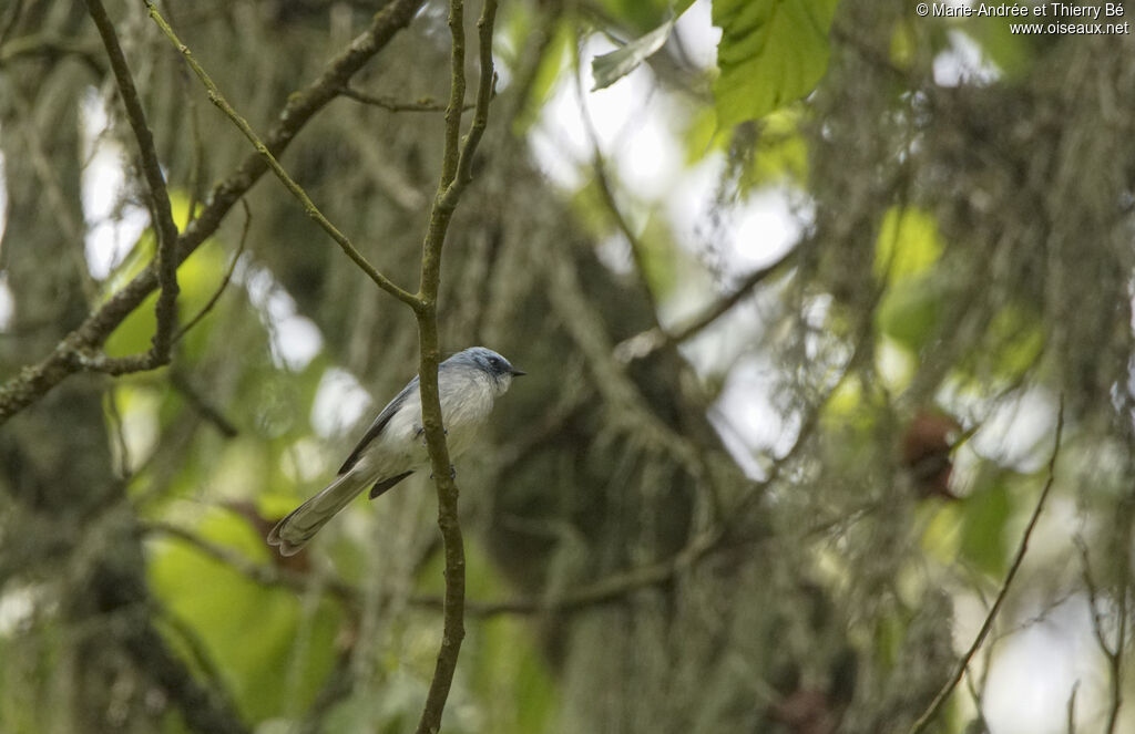 White-tailed Blue Flycatcher