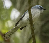 White-tailed Blue Flycatcher