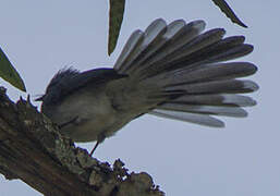 White-tailed Blue Flycatcher