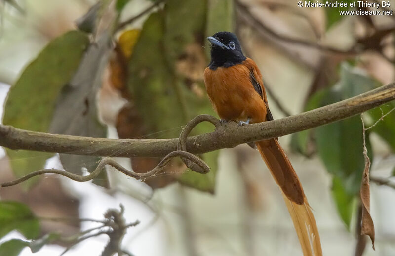 Red-bellied Paradise Flycatcher