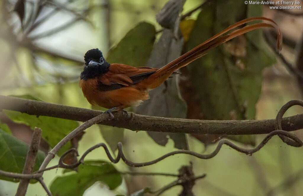 Red-bellied Paradise Flycatcher male