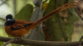 Red-bellied Paradise Flycatcher