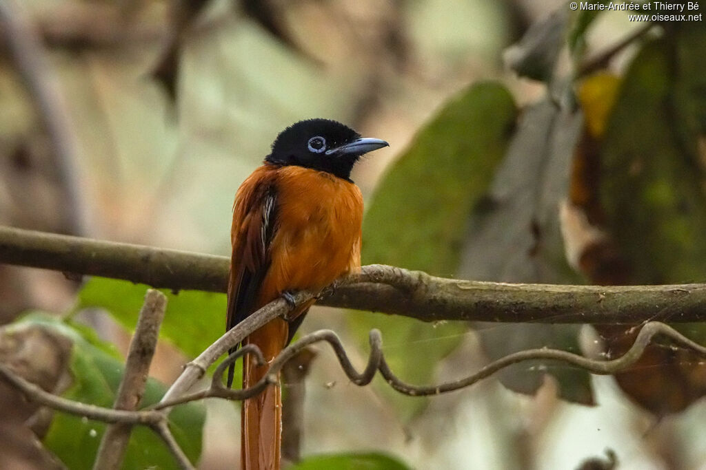 Red-bellied Paradise Flycatcher male