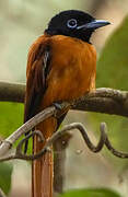 Red-bellied Paradise Flycatcher