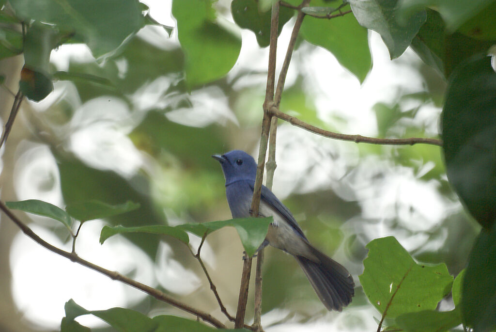 Black-naped Monarch