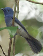 Black-naped Monarch