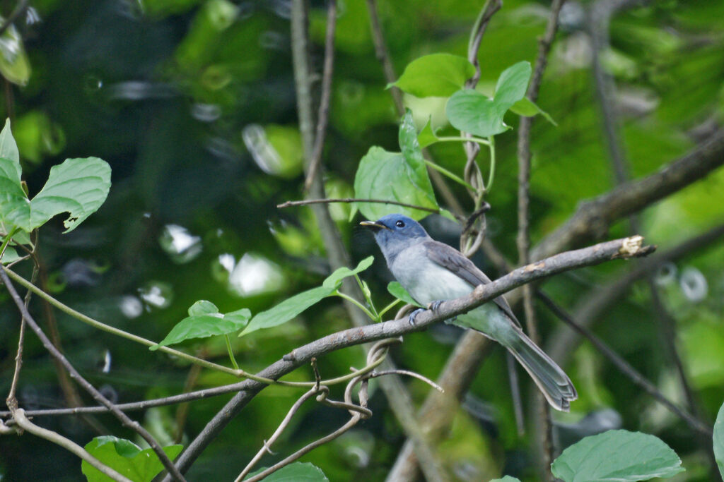 Black-naped Monarch, identification