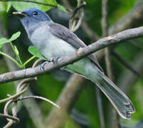 Black-naped Monarch