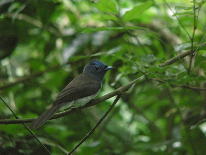 Black-naped Monarch