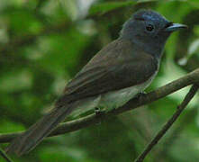 Black-naped Monarch