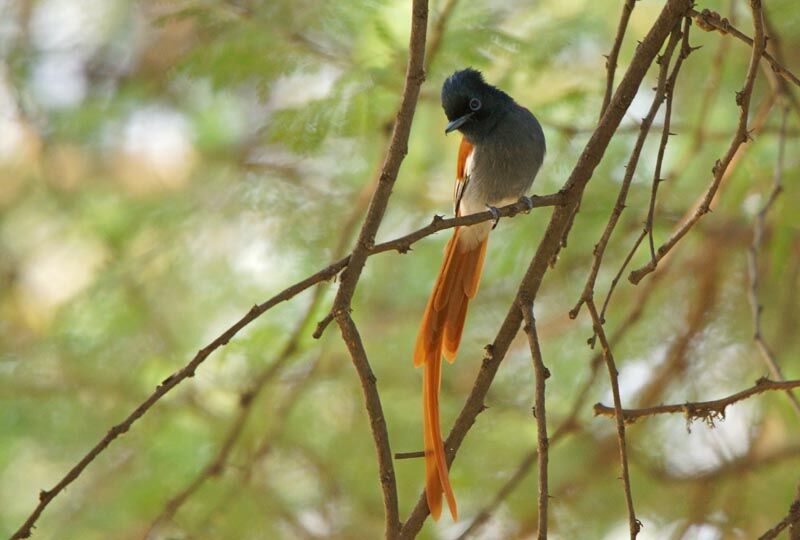 African Paradise Flycatcher