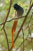 African Paradise Flycatcher