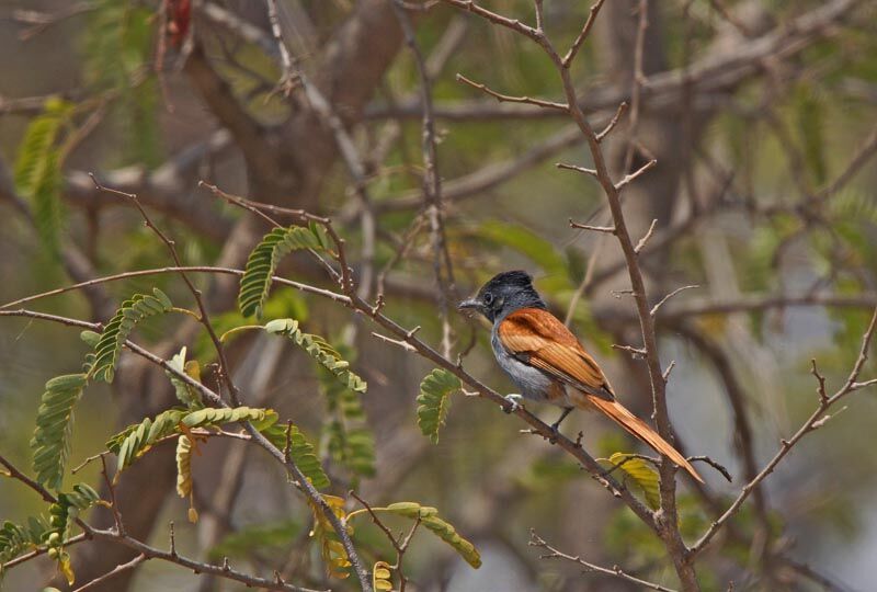 African Paradise Flycatcher