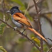 African Paradise Flycatcher